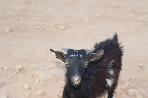 希腊克里特岛Chania省Kissamos附近崎岖的Balos海滩公路经过的山上的山羊 — 图库照片