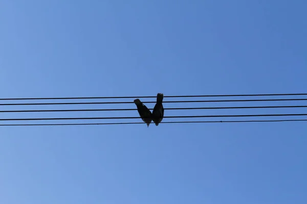 Zittend Pidgeon Paar Elektriciteitsleidingen Vormt Perfecte Notenbalken Muzieknoten Pardali Gerasimou — Stockfoto