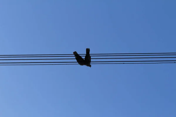 Sentado Casal Pidgeon Nas Linhas Energia Forma Pautas Perfeitas Notas — Fotografia de Stock