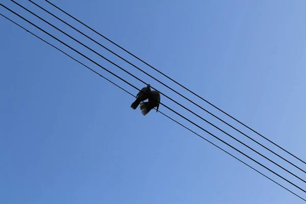 Zittend Pidgeon Paar Elektriciteitsleidingen Vormt Perfecte Notenbalken Muzieknoten Pardali Gerasimou — Stockfoto