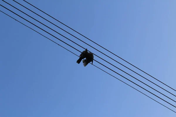 Zittend Pidgeon Paar Elektriciteitsleidingen Vormt Perfecte Notenbalken Muzieknoten Pardali Gerasimou — Stockfoto