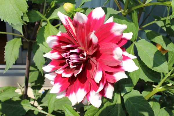 Fehér Hegyű Piros Dekoratív Dália Virág — Stock Fotó