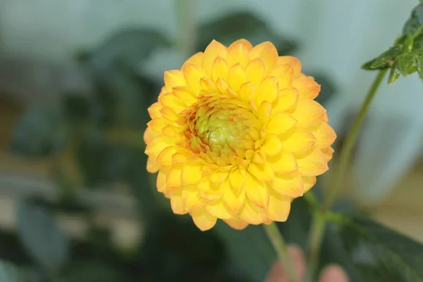 Boule Jaune Fleur Dahlia — Photo