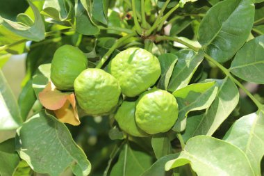  Yunanistan 'ın Girit Adası' ndaki ağaç dallarında olgunlaşmamış 