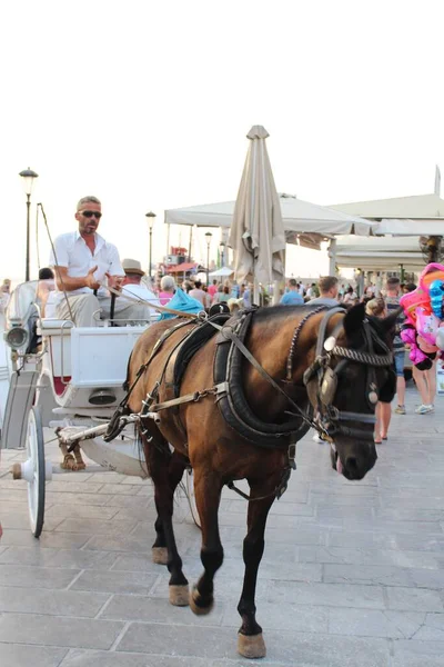 Chânia Ilha Crete Grécia Julho 2016 Carruagem Puxada Cavalo Rumo — Fotografia de Stock