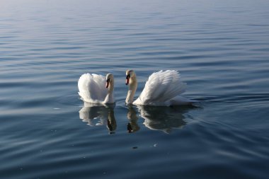 Bregenz, Vorarlberg, Avusturya 'da Constance Gölü' nde (Bodensee) iki beyaz kuğu yüzmektedir..