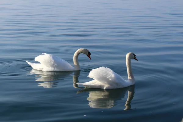 Due Cigni Bianchi Nuotano Sul Lago Costanza Bodensee Bregenz Vorarlberg — Foto Stock