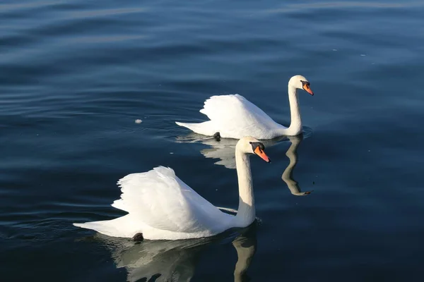 Två Vita Svanar Simmar Vid Bodensjön Bregenz Vorarlberg Österrike — Stockfoto