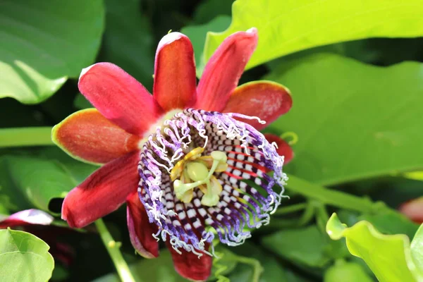 Flor Maracujá Granadilla Gigante Barbadine Tumbo Gigante Badea Creta Island — Fotografia de Stock