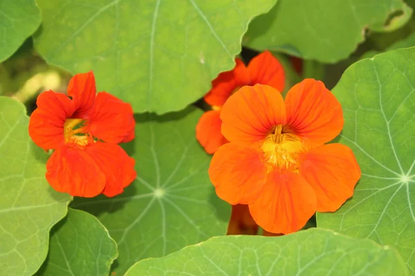 Flor Naranja Indian Cress Garden Nasturtium Monks Cress Gallen Suiza — Foto de Stock