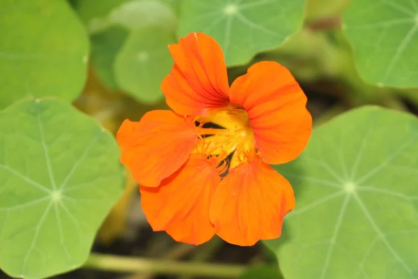 Orange Indian Cress Blomma Eller Trädgård Nasturtium Munkar Krasse Gallen — Stockfoto