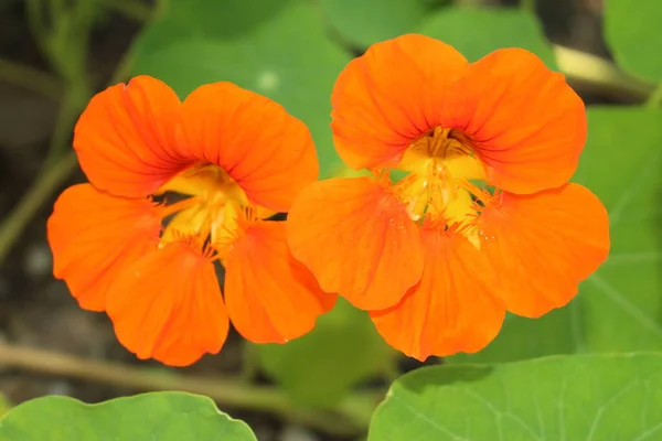 Flor Naranja Indian Cress Garden Nasturtium Monks Cress Gallen Suiza — Foto de Stock