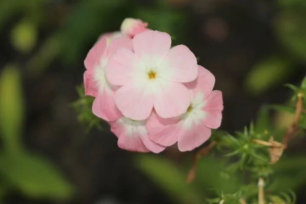 粉红和白色的 Drummond Phlox 或瑞士圣加仑的年度Phlox Summer Phlox 它的拉丁文名字是Phlox Drummondii 原产于乌萨东部 — 图库照片
