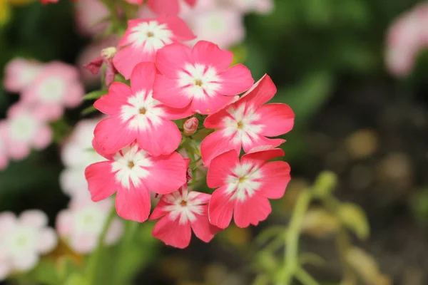 Ροζ Και Λευκά Λουλούδια Drummond Phlox Annual Phlox Summer Phlox — Φωτογραφία Αρχείου