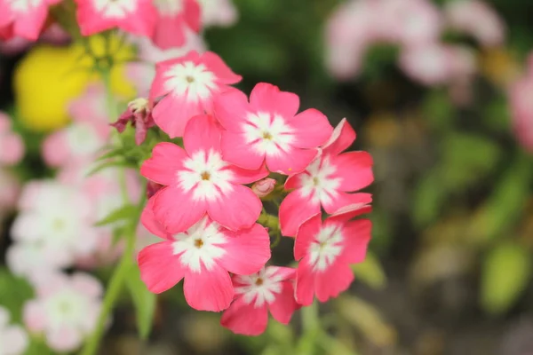 Ροζ Και Λευκά Λουλούδια Drummond Phlox Annual Phlox Summer Phlox — Φωτογραφία Αρχείου