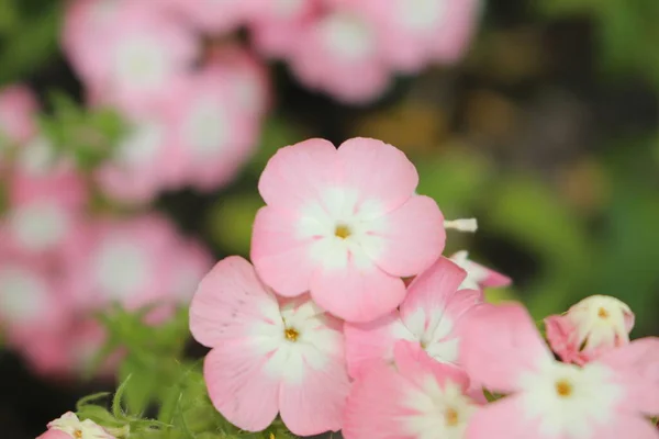 Ροζ Και Λευκά Λουλούδια Drummond Phlox Annual Phlox Summer Phlox — Φωτογραφία Αρχείου