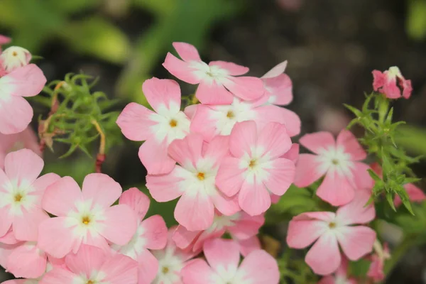 粉红和白色的 Drummond Phlox 或瑞士圣加仑的年度Phlox Summer Phlox 它的拉丁文名字是Phlox Drummondii 原产于乌萨东部 — 图库照片