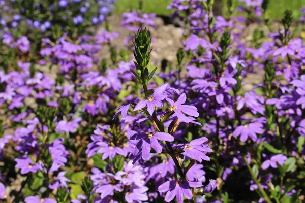 Híbrido Azul Fairy Fan Flower Flor Abanico Común Gallen Suiza —  Fotos de Stock