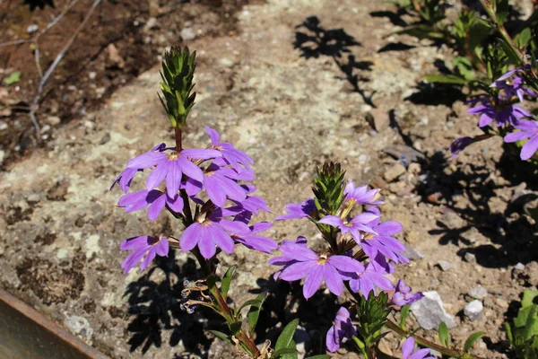 瑞士圣加仑的混合蓝色 仙女范花 或普通范花 它的拉丁文名叫Scaevola Aemula Blue Wonder — 图库照片