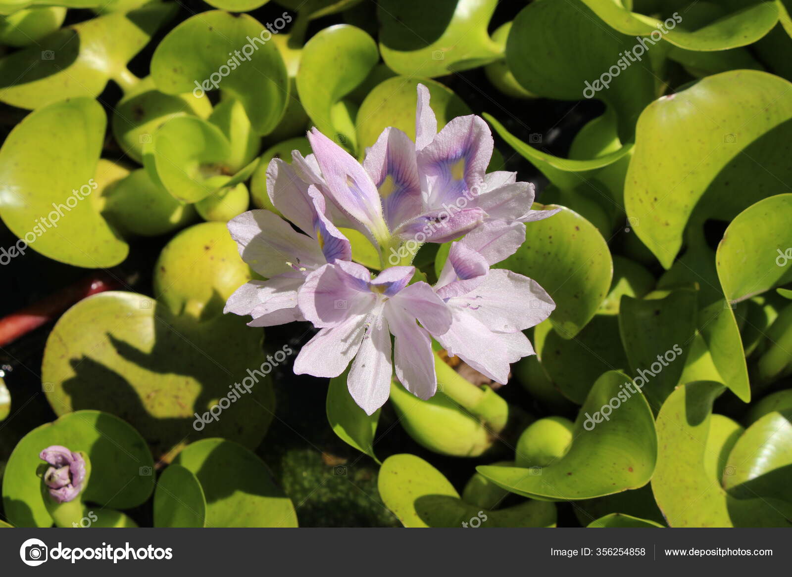 Purplish Blue Water Hyacinth Flowers Gallen Switzerland Its Latin Name Stock Photo C Rukimedia 356254858