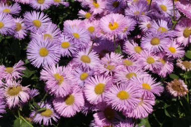 İsviçre, St. Gallen 'deki melez 