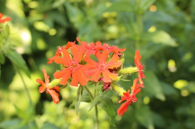 İsviçre 'nin St. Gallen şehrinde kırmızı 