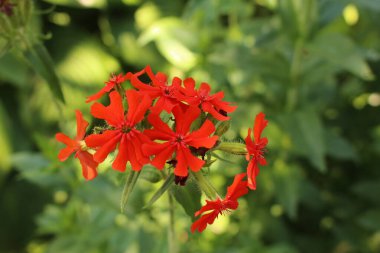 İsviçre 'nin St. Gallen şehrinde kırmızı 