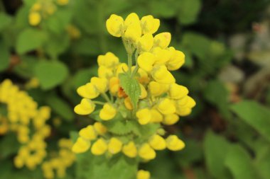 İsviçre 'nin St. Gallen kentinde bulunan sarı 