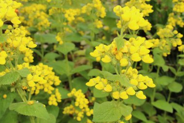 İsviçre 'nin St. Gallen kentinde bulunan sarı 