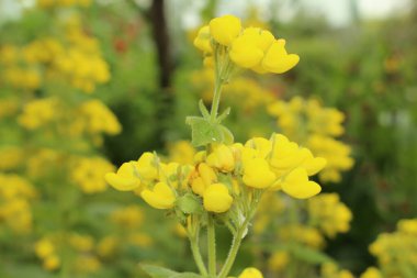 İsviçre 'nin St. Gallen kentinde bulunan sarı 