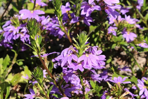 Híbrido Azul Fairy Fan Flower Flor Abanico Común Gallen Suiza —  Fotos de Stock