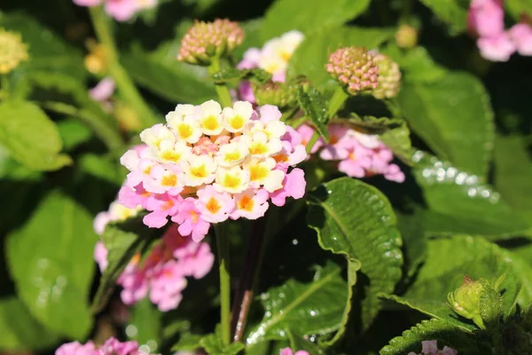 Fleurs Hybrides Colorées West Indian Lantana Tickberry Sauge Sauvage Sauge — Photo