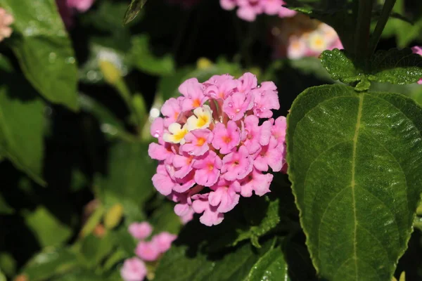 Fleurs Hybrides Colorées West Indian Lantana Tickberry Sauge Sauvage Sauge — Photo