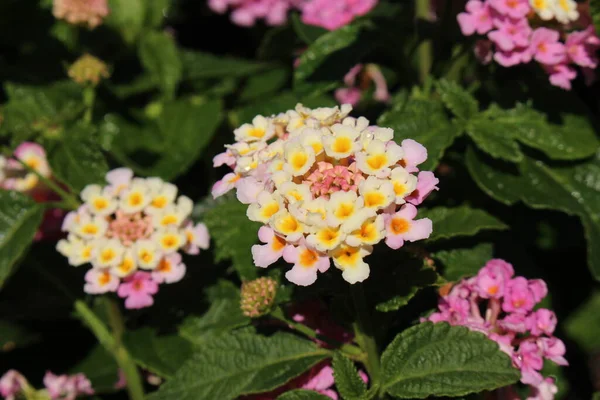 Färgglada Hybrid West Indian Lantana Blommor Eller Tickberry Vild Salvia — Stockfoto