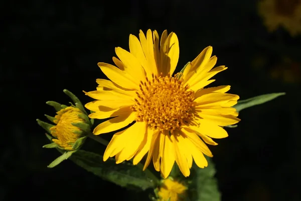 Flor Amarela Golden Crownbeard Cowpen Daisy Butter Daisy American Dogweed — Fotografia de Stock