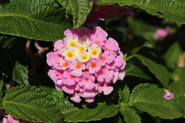Färgglada Hybrid West Indian Lantana Blommor Eller Tickberry Vild Salvia — Stockfoto