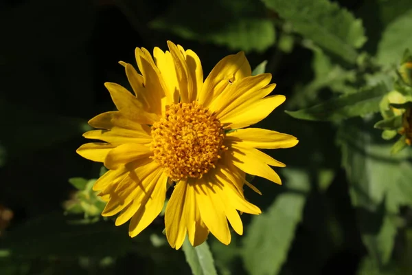 Flor Amarilla Golden Crownbeard Cowpen Daisy Butter Daisy American Dogweed — Foto de Stock