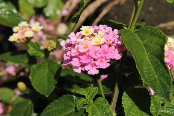 Färgglada Hybrid West Indian Lantana Blommor Eller Tickberry Vild Salvia — Stockfoto