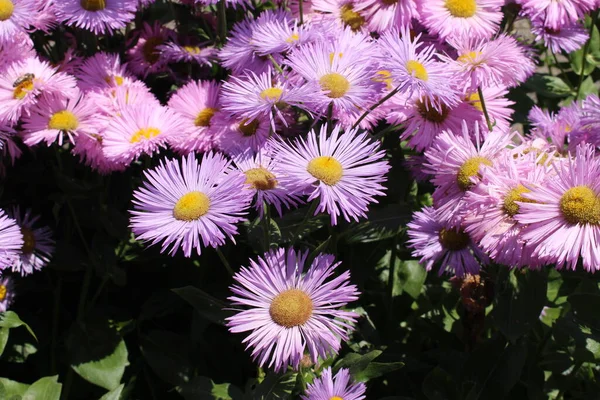 Hybrid Fleabane Flowers Gallen Switzerland Pink Ones Erigeron Rosa Juwel — Stock Photo, Image