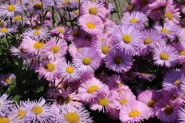 Hybrid Fleabane Flowers Gallen Switzerland Pink Ones Erigeron Rosa Juwel — Stock Photo, Image