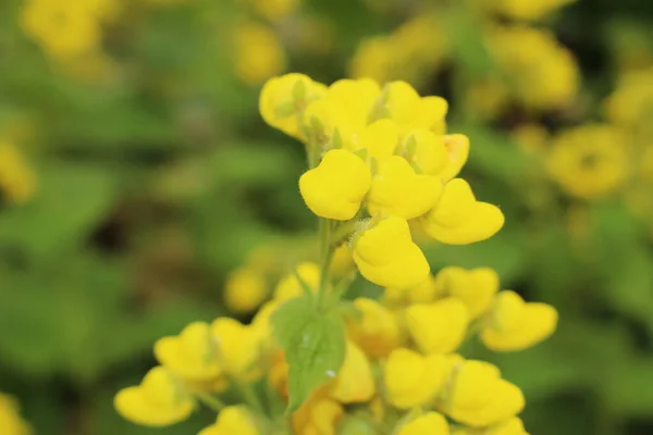 Yellow Slipperwort Flowers Pocketbook Flower Lady Purse Gallen Switzerland Латинское — стоковое фото