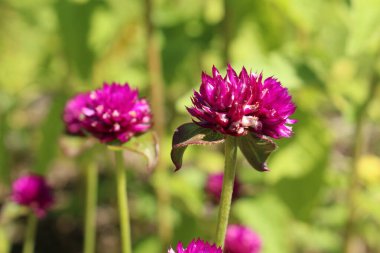 İsviçre 'nin St. Gallen kentinde bulunan 