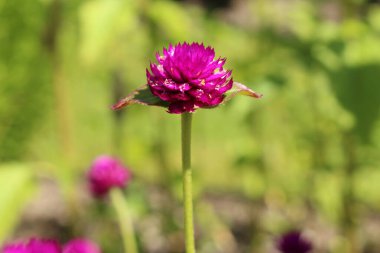 İsviçre 'nin St. Gallen kentinde bulunan 