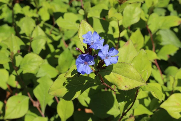 Hardy Blue Flowered Leadwort Květina Nebo Plumbago Blue Ceratostigma Gallen — Stock fotografie