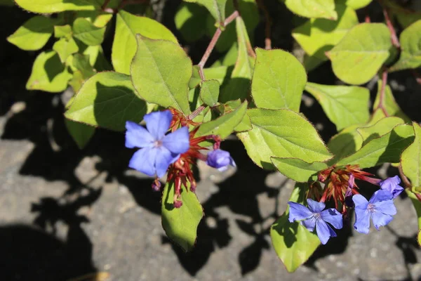 Hardy Blue Flowered Leadwort Flower Plumbago Blue Ceratostigma Gallen Switzerland —  Fotos de Stock