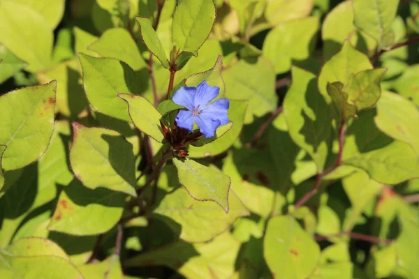 Hardy Blue Flowered Leadwort Flower Plumbago Blue Ceratostigma Gallen Switzerland —  Fotos de Stock