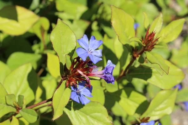 Hardy Blue Flowered Leadwort Bloem Plumbago Blue Ceratostigma Gallen Zwitserland — Stockfoto
