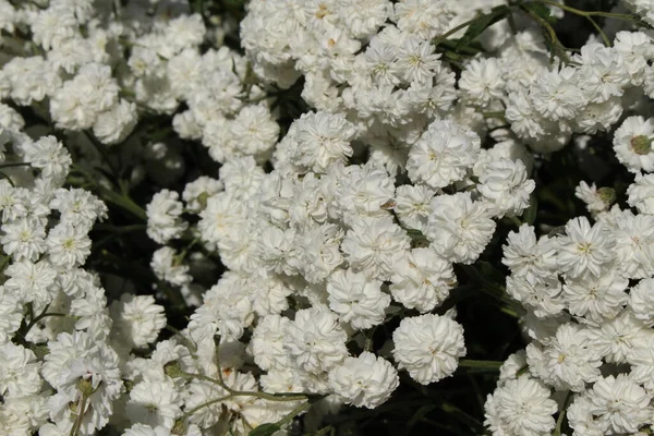 Fleur Blanche Sneezewort Pearl White Tansy European Pellitory Bastard Pellitory — Photo