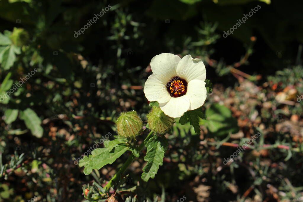 “Venice Mallow “flower (or Bladder Hibiscus, Bladder Ketmia, Flower-of