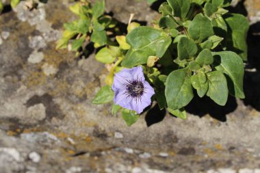 İsviçre, St. Gallen 'de açık mavi 